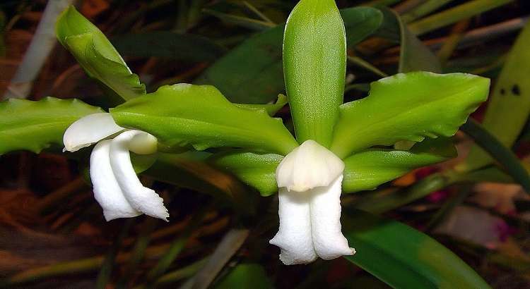 Orquidea-cattleya-bicolor-destacado