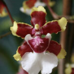 Orquídea Chocolate: Vea Su Historia, Cuidados y Fotos
