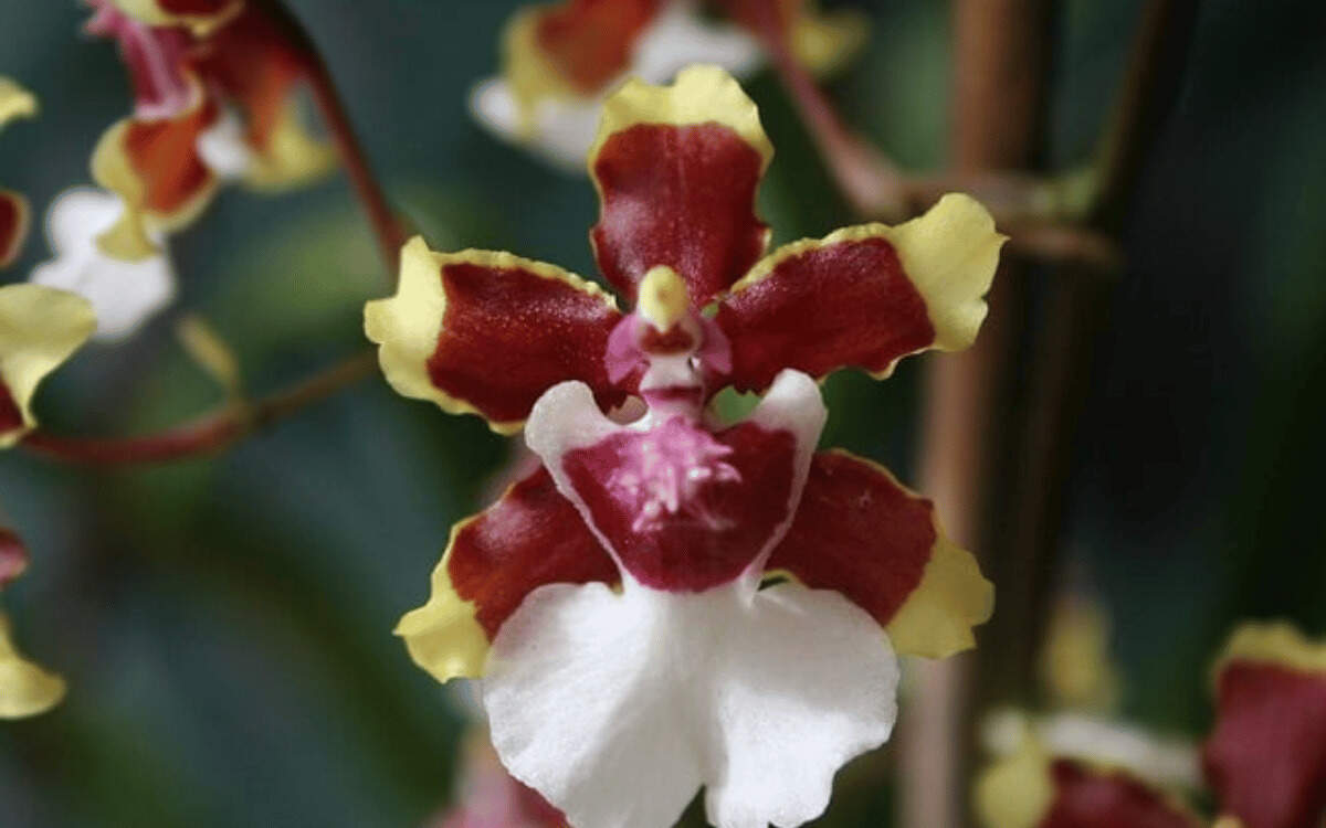 Orquidea chocolate – destacado