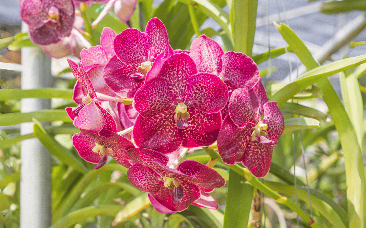 Orquidea vanda con flores rosadas