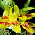 Orquídeas Bulbophyllum – Características y Cuidados