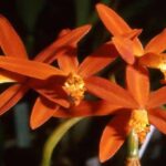 Orquídeas Cattleya - Cómo Cuidarlas en 7 Pasos