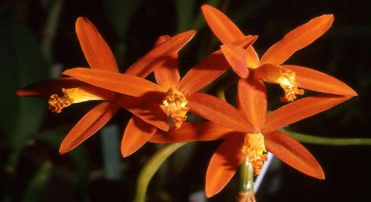 Orquideas-Cattleya-01