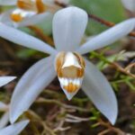 Orquídeas Coelogyne: Aprenda a Cultivarlas En 6 Pasos
