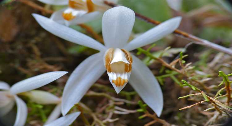 Orquideas-Coelogyne-Destacado