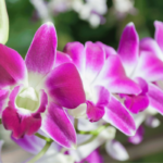 Orquídeas Dendrobium: Tipos y Cuidados (Con Fotos)