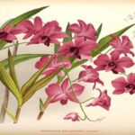 Dendrobium Bigibbum (Denphal): Cuidados y Fotos