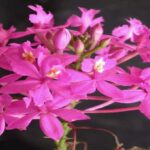 Orquídeas Epidendrum: Fotos, Especies y Cuidados