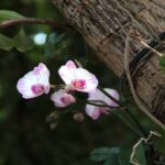Orquídeas Epifitas: Qué Son y Principales Especies