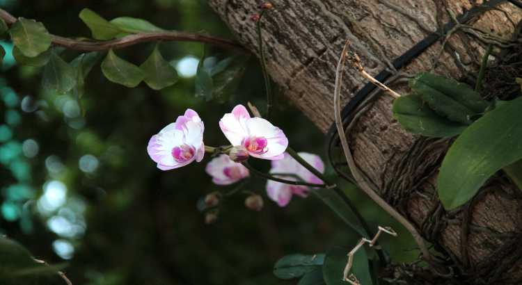 Orquideas-Epifitas-1