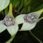 Orquídeas Masdevallia - Cómo Hacerlas Crecer (10 Pasos)