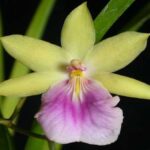 Orquídeas Miltonia: Fotos, Curiosidades y Cuidados