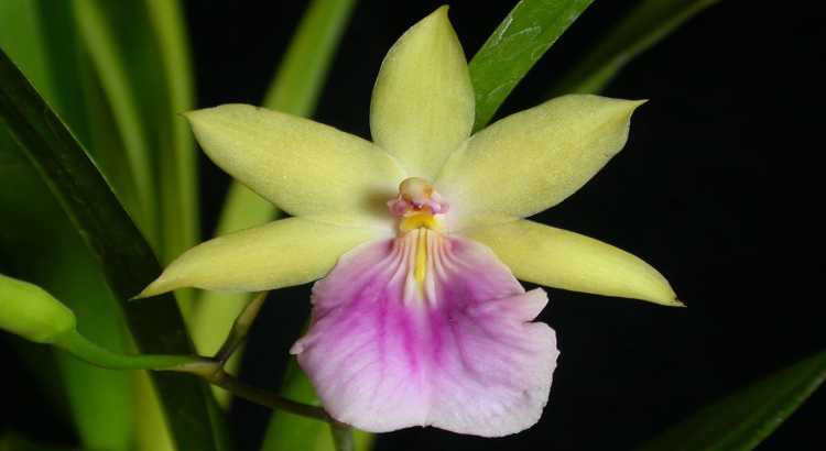Orquideas-Miltonia-Destacado