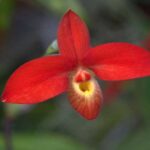 Orquídeas Phragmipedium: Cómo Cuidarlas en 7 Pasos