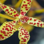 Orquídeas Renanthera: Cómo Cuidarlas (Paso a Paso)