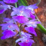 Orquídeas Aerides: Características Principales y Cómo Cultivarlas