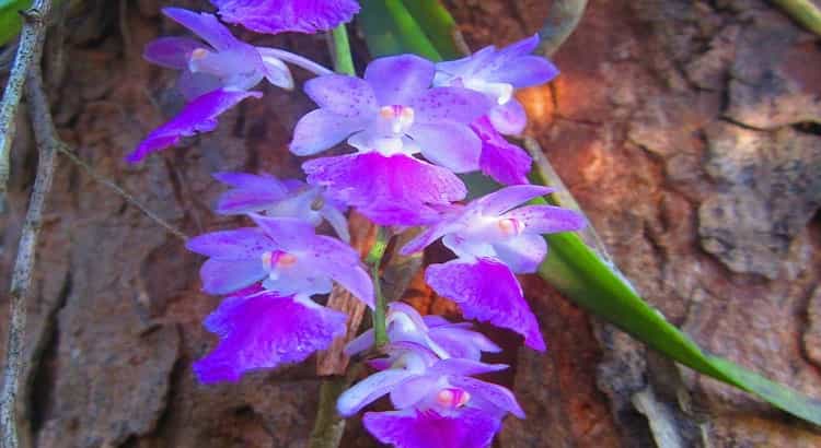 Orquideas-aerides-destacado