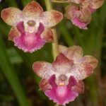 Orquídeas Cyrtopodium - Curiosidades y Cómo Cuidar