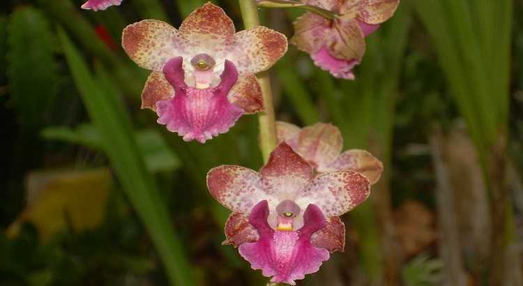 Orquideas-cyrtopodium-destacado