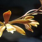 Orquídeas Encyclia: Fotos, Tipos y Cuidados
