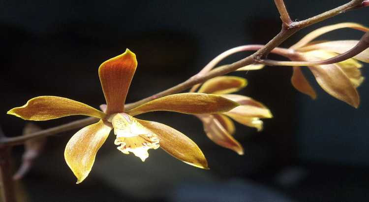 Orquideas-encyclia-1