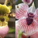 12 Orquídeas Raras y Fascinantes (Con Fotos)