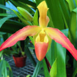 Orquídeas de Tierra: Tipos, Especies y Cultivo (Con Fotos)