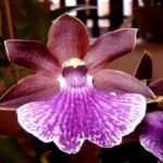 Orquídeas Zygopetalum: Cuidados y Especies (Con Fotos)
