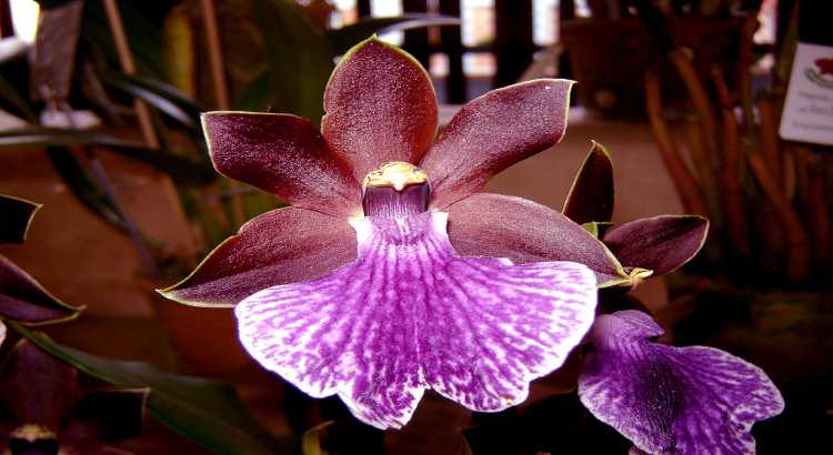 Orquideas-zygopetalum-Destacado