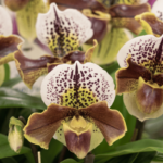 Orquídea Zapatito (Paphiopedilum): Cuidados y Floración