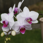 Phalaenopsis (Orquídea Mariposa): Cómo Cuidar y Florecer