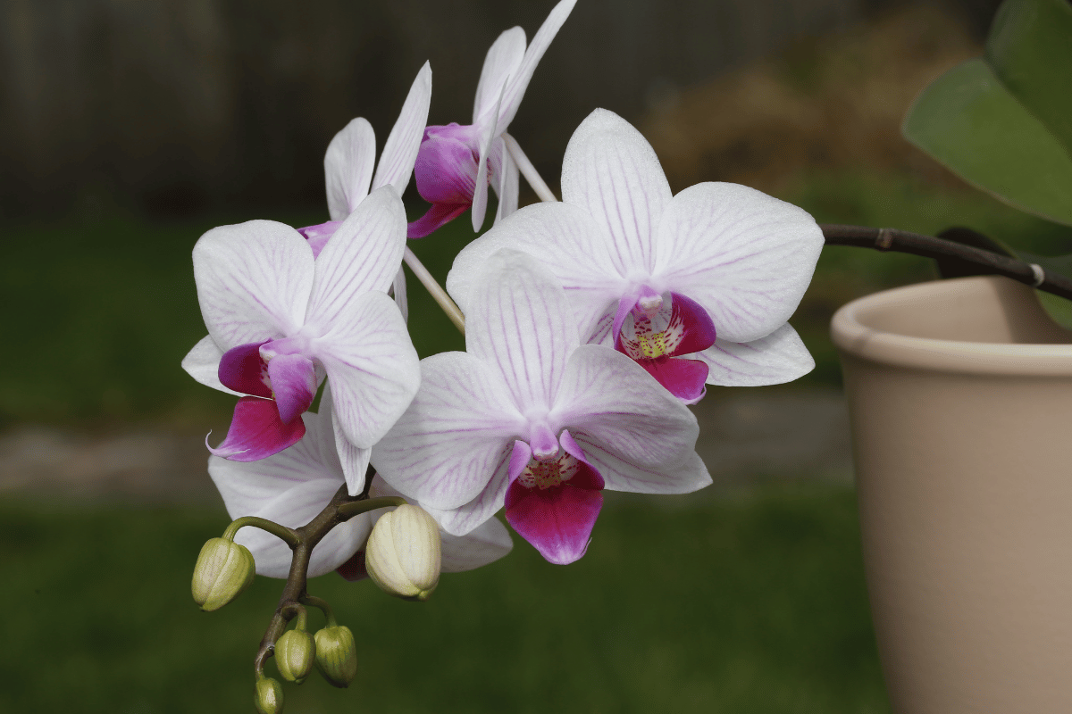 Phalaenopsis – destacado