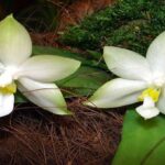 Phalaenopsis Violacea: Descubra los Secretos Para Cultivarla