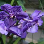 Vanda azul (Coerulea) - Aprenda Todo Sobre Esta Orquídea