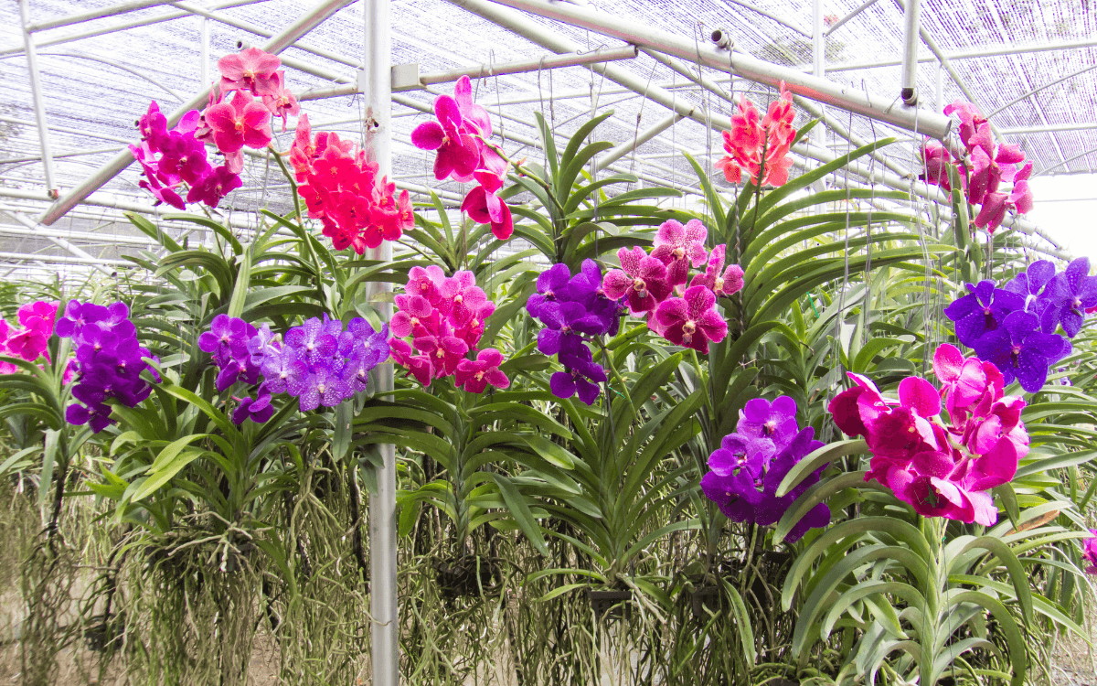 Varias orquideas vanda colgando y floreciendo
