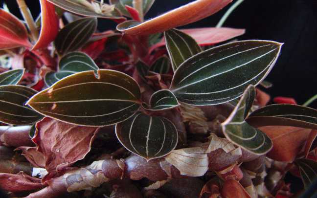 orquidea joya