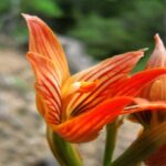 Orquídeas Rupícola, Humícola y Saprófitas (Guía Completa)