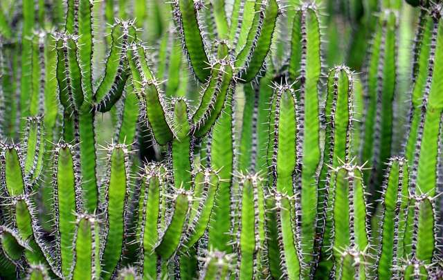 Caracteristicas cactus