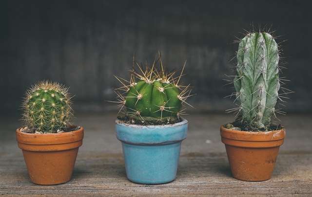 Como Cuidar de Cactus y Mini Cactus