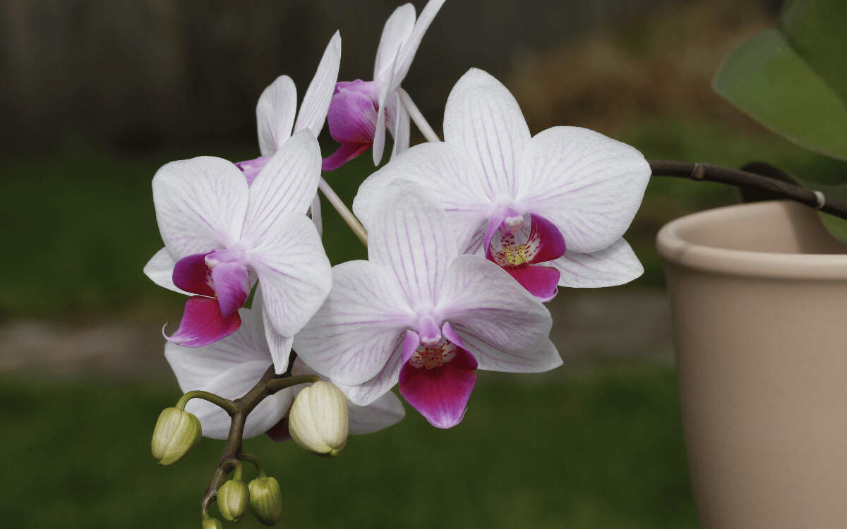 Cómo Hacer Florecer Una Orquídea – imagem destacada