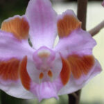 Orquídeas Doritis: Su Historia, Cuidados y Fotos