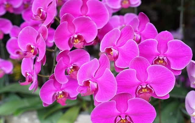 Flores orquidea