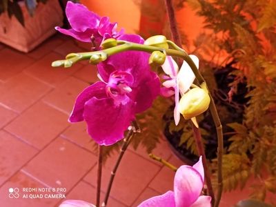 Fotos de Orquideas Rosas Y Morada 1
