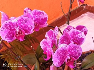 Fotos de Orquideas Rosas Y Morada 2
