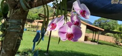 Fotos de Orquideas Rosas Y Morada 4