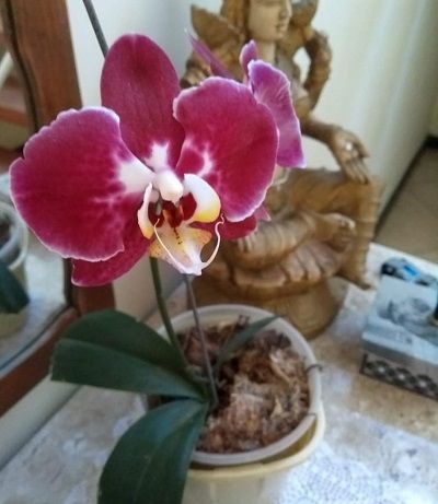 Fotos de Orquideas Rosas Y Morada 5
