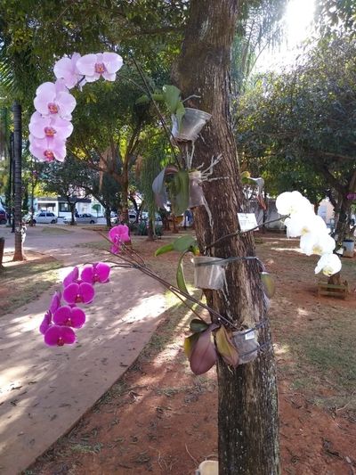Fotos de Orquideas Rosas Y Morada 6