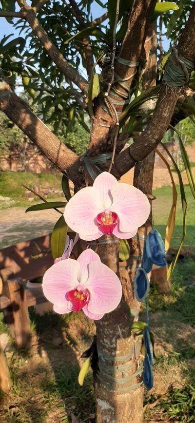 Fotos de Orquideas Rosas Y Morada 9