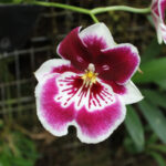 Fotos de Orquídeas en Flor - Las Imágenes Más Bellas