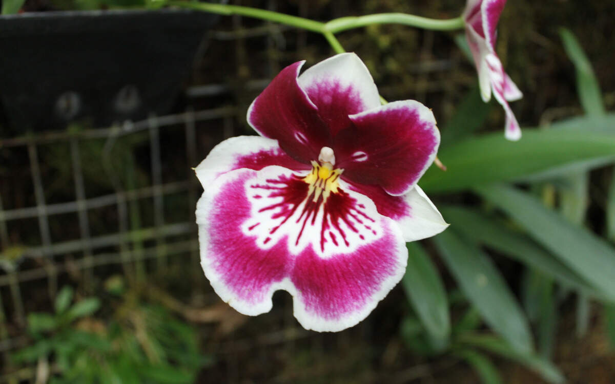 Fotos de Orquídeas en Flor – Destacado